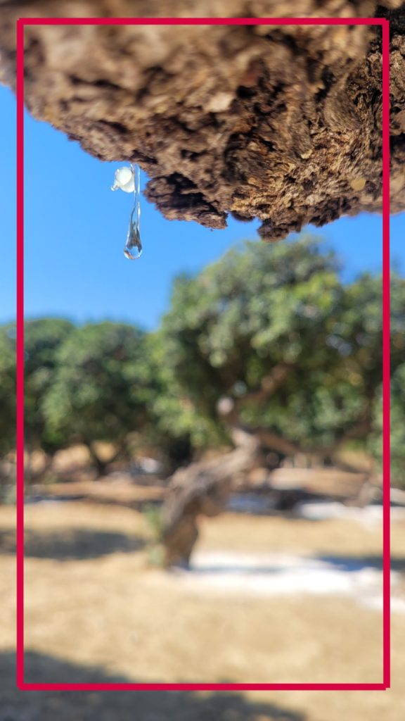 sakız adası güney ada turu resim